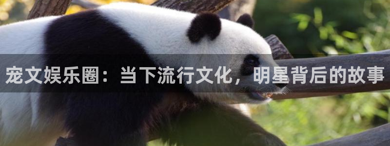 聚富welcome体育老板是谁：宠文娱乐圈：当下流行文化，明星背后的故事